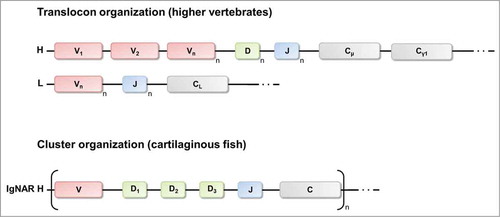 Figure 4. Translocon arrangements of immunoglobulin genes in higher vertebrates and cluster configuration of IgNAR genes of cartilaginous fish. In the translocon organization there are many variable (V) segments upstream of many diversity (D, only for heavy chains) and joining (J) segments that recombine randomly to encode the variable domain of the heavy chain or the light chain. IgNAR genes (like all Ig genes of the cartilaginous fish) are organized in the cluster configuration. Each cluster contains for the variable domain one V segment, 3 D segments and one J segment. Recombination occurs exclusively within one cluster. H, heavy chain loci; L, light chain loci, C, constant region.