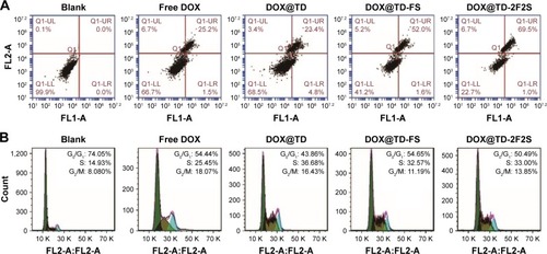 Figure 4 (A) Apoptotic statistics of HT-29 cells after incubation with listed treatments for 48 h; (B) flow cytometry histograms of HT-29 cell cycle after incubation with listed treatments for 48 h.Abbreviations: DOX, doxorubicin; TD, tetrahedron; F, folic acid; S, SL2B.