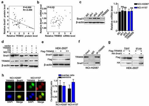 Figure 4. A and B. Linear regression analysis on the association of Snail1 protein and mRNA expression with TRIM55.C. qRT-PCR and western blot analysis on mRNA and protein expression level of Snail1 on NCI-H2087 and NCI-H157 cell groups, respectively, transfected with TRIM55 specific shRNAs and overexpression vectors or control vectors/negative control. D. Western blot analysis on TRIM55 and Snail1 protein expression on NCI-H2087 cell groups, respectively, transfected with TRIM55 specific overexpression vectors/control vectors, in combinatory treatment of two different UPP pathway inhibitors (CQ and MG132). E. Western blot analysis on the association between Flag-tagged TRIM55 and Snail1 protein expression level in HEK-293 T cell line. ++ indicated higher concentration of Flag-tagged TRIM55 compared to +. F. Co-immunoprecipitation analysis on the interaction of TRIM55 with Snail1 protein in NCI-H2087 cell line. G. Co-immunoprecipitation analysis on the interaction of TRIM55 (Flag-tagged) with Snail1 (HA-tagged) in HEK-293 T cell line. H. Immunofluorescent colocalization analysis on TRIM55 and Snail1 protein in NCI-H2087 and NCI-H157 cell lines after MG132 tretament.