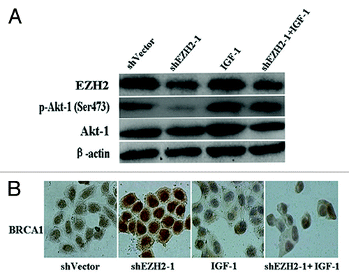 Figure 3. EZH2-induced BRCA1 nuclear/cytoplasmic shuttling requires the activation of Akt-1. (A) Western blot analyses showed that the protein level of p-Akt-1(Ser473) was decreased by downregulation of EZH2 and inceased by IGF-1 treatment. (B) Immunocytochemistry analyses showed that activation of Akt-1 inversed EZH2-mediated BRCA1 nuclear/cytoplasmic shuttling (×400).
