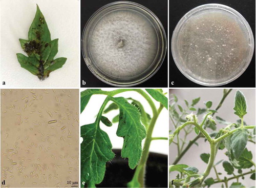 Fig. 1 (Colour online) Leaf spot of tomato caused by F. proliferatum. (a) Necrotic lesions on tomato leaf in commercial tomato greenhouse; (b) 7-day-old colony of F. proliferatum growing on potato dextrose agar at 20°C; (c) Fully grown colony with sclerotia; (d) Macroconidia and microconidia of the fungus formed on PDA; (e), (f) Necrotic spots on tomato leaf and stem infected with F. proliferatum 4 days after artificial inoculation.