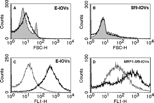 Figure 1.  Flow cytometric analysis of the homogeneity of the membrane vesicles preparations (top). (A) Forward scattering (FSC) histograms of E-IOVs indicating homogenous (bold solid line) and non-homogenous (solid line, filled curve) preparations. (B) Forward scattering (FSC) histograms of MRP1-Sf9-IOVs (bold solid line) and CTRL-Sf9-IOVs (solid line, filled curve). Determination of ATP-dependent BCPCF transport into membrane vesicles (bottom). Overlay of fluorescence intensity (FL-1) histograms for (C) E-IOVs incubated with 15 µM BCPCF for 60 min at 37°C and (D) MRP1-Sf9-IOVs incubated with 15 µM BCPCF for 30 min at 37°C. The ATP-dependent transport was calculated by subtraction of the MFI values of the histogram in the presence of ATP (bold solid line) and of the histogram in the presence of AMP (solid line). The plot of E-IOVs incubated in the presence of ATP (C) shows a typical profile that was similar in all preparations.