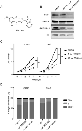 Figure 2. PTC-209 inhibits glioblastoma cell proliferation and results in cell cycle arrest. (A) Chemical structure of PTC-209. (B) Western blot analysis of U87MG cell lysates following PTC-209 (1 μM and 10 μM) or vehicle control (DMSO) treatment for 4 days. (C) Cell proliferation assay results for PTC-209 (1 μM and 10 μM) or DMSO treated U87MG and T98G cells (mean ± SD; n = 6; ***p < 0.001). (D) U87MG and T98G cells treated with PTC-209 (1 μM and 10 μM) or DMSO for 4 days were analyzed by flow cytometry-based propidium iodide staining. Graphs represent the mean of 3 independent experiments