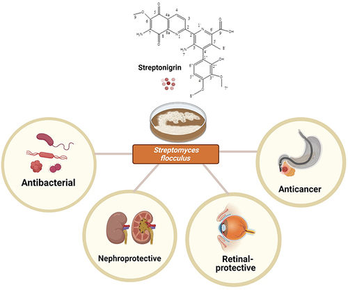 Figure 1 Role of streptonigrin in the management of various diseases.