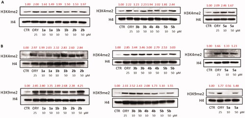 Figure 5. Western blot analyses of the H3K4me2 levels in U937 cells (A) and of H3K4me2 and H3K9me2 levels in LNCaP cells (B).