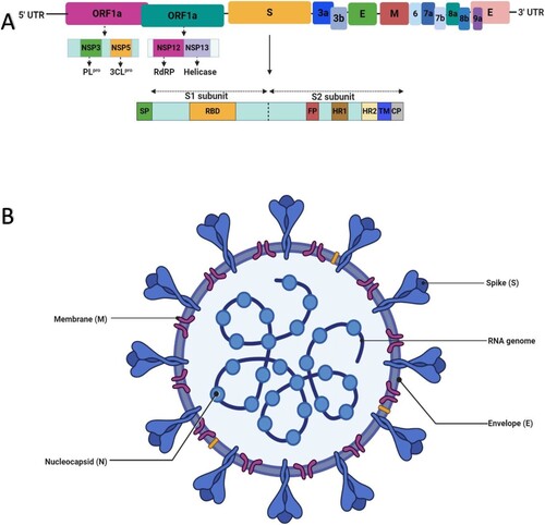 Figure 2. An illustration of the genomic organization and structure of SARS-CoV-2. (A) Genomic organization of SARS-CoV-2. The ORF1a and ORF1b of the viral RNA genome encode 16 non-structural proteins (nsp1–nsp16). Nsp3 and nsp5 encode PLpro and 3CLpro, respectively, which are essential for viral replication and pathogenesis. The genomic organisation of S glycoprotein showing its two subunits (S1 and S1) is depicted below the viral genome. Dotted lines within this structure indicate the S1/S2 cleavage site. Other important components of the S glycoprotein such as signal protein (SP), receptor-binding domain (RBD), fusion peptide (FP), heptad repeat (HR1 and HR2), transmembrane domain (TM), and cytoplasm domain (CP) are depicted. (B) Structure of SARS-CoV-2 showing its single-stranded positive-sense RNA genome and essential structural proteins.