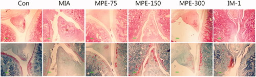 Figure 6. Histopathological features of knee joint tissues in MIA-induced rats. Representative photographs of knee joint tissues stained with (A) H&E or (B) Safranin-O/Fast Green (magnification, 100x).