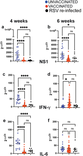 Figure 3. Viral quantification and cytokine mRNA expression in lungs of the first pregnancy offspring born from dams unvaccinated or vaccinated during the first pregnancy. qPCR was used for quantification of the lung mRNA expression for the RSV NS1 gene (a and b), and mRNA for cytokines IFNγ (c and d), and IL-6 (e and f) in 4- and 6-week-old offspring sacrificed on day 4 after challenge. Each symbol represents the mean value of the expression of the mRNA in one litter. Significance of differences between the groups was evaluated by one-way ANOVA followed by Tukey post hoc test. ****, p < .0001; *, p < .05. ns, not significant.