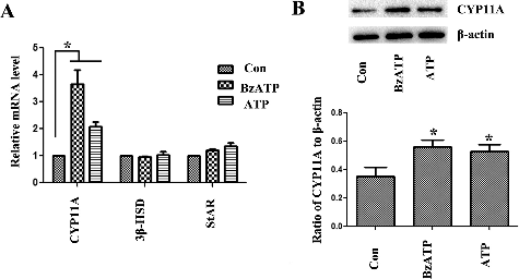 Figure 3. mRNA level of (A) CYP11A, 3β-HSD, StAR and (B) protein level of CYP11A in luteal cells assessed by real-time PCR and Western blotting.