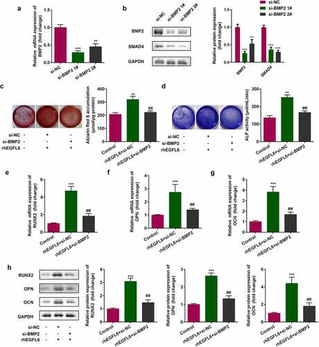 Figure 5. Recombinant EGFL6 enhances osteogenic differentiation through the BMP2/SMAD4 signaling pathway. (a) mRNA expression of BMP2. (b) Protein expression of BMP2 and SMAD4. (c) ARS staining of ADSCs. (d) ALP activity of ADSCs. (e) mRNA expression of RUNX2 in ADSCs. (f) mRNA expression of OPN in ADSCs. (g) mRNA expression of OCN in ADSCs. (h) Protein expression of RUNX2, OPN, and OCN. ##P < 0.01, **P < 0.01, ***P < 0.001 versus si-NC.