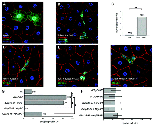 Figure 3. Autophagy activation in dUsp36 silenced cells depends on Atg5 and ref(2)P. (A–C) Mid third instar larvae. Expression of the GFP-LC3 autophagy reporter was clonally activated in fat body cells alone (A) or in combination with a dsRNA trangene targeting dUsp36 (B) using the FLPout method. (C) Quantification of autophagy in cells expressing GFP-LC3 alone (WT) or in combination with the dsRNA trangene targeting dUsp36 (dUsp36-IR). (D–H) Late third instar larvae. The FLPout method was used to express the GFP-LC3 reporter and the dUsp36-IR transgene alone (D) or in combination with the Atg5-IR (E) or ref(2)P-IR (F) transgenes. (G) Quantification of autophagy in wild-type cells, in cells expressing the dUsp36-IR transgene alone, or in combination with the imd-IR, Atg5-IR or ref(2)P-IR transgenes. (H) Quantification of the relative cell size of cells expressing the dATA3A-IR transgene or the dUsp36-IR transgene alone or in combination with the imd-IR, Atg5-IR or ref(2)P-IR transgenes. (A, B and D–F) Confocal sections of fixed fat bodies stained with GFP (green), Alexa 546-phalloidin (red) and DAPI (blue) are shown. G, H: Bracketed numbers represent the number of individual cells examined. (** = p < 0.001, independence chi-square test). Genotypes: (A) y,w,hsFLP/+; UAS-GFP-LC3/+, Ac > CD2 > Gal4/+ (B) y,w,hsFLP/+; UAS-GFP-LC3/UAS-dUsp36-IR, Ac > CD2 > Gal4/+ (D) y,w,hsFLP/+; UAS-GFP-LC3,UAS-dUsp36-IR/+, Ac > CD2 > Gal4/+ (E) y,w,hsFLP/UAS-Atg5-IR; UAS-GFP-LC3,UAS-dUsp36-IR/+, Ac > CD2 > Gal4/+ (F) y,w,hsFLP/+; UAS-GFP-LC3,UAS-dUsp36-IR/UAS-ref(2)P-IR, Ac > CD2 > Gal4/+. Scale bar: 10 µm.