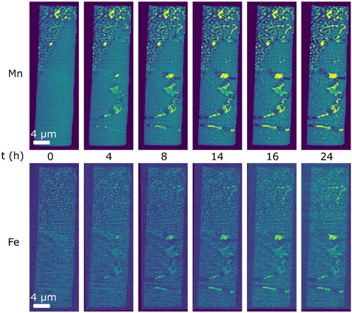 Figure A2. Elemental mapping of Mn and Fe showing Fe entering into the Mn-rich precipitates. Fe is not present in the Cr-rich precipitates nor the as-printed melt-pool boundary precipitates.