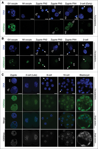 Figure 1. Dynamics of H3K64ac during mouse pre-implantation development. Freshly collected embryos were fixed and stained with an H3K64ac antibody (green). DNA is shown in blue. A. Maximal projections of Z-sections taken every 1 μm on a confocal microscope of oocytes, zygotes at different pronuclear (PN) stages and early 2-cell stage embryos. The arrowheads point to the polar body; male and female pronuclei are indicated. Images were acquired using the same confocal parameters and therefore the fluorescence levels are directly comparable. B. H3K64me3 opposes the temporal kinetics of H3K64ac. Oocytes at the germinal vesicle (GV) or MI stage, zygotes at different PN stages and early 2-cell stage embryos were immunostained with an H3K64me3 antibody (green). The DNA was stained with DAPI (blue). Shown are maximal intensity projections of confocal Z-sections acquired as in A. Male and female pronuclei are indicated, and the polar body is demarcated by an arrow. Note that H3K64me3 is absent from the paternal chromatin throughout. C. H3K64ac levels at different developmental stages as indicated. Top and middle parts show full projections of Z-sections taken every 1 μm (cleavage stages) or 2 μm (blastocyst) on a confocal microscope of DNA (blue) and H3K64ac (green). The ‘Merge’ panels show a merge image of the corresponding middle sections for the blue (DNA) and green (H3K64ac) channels. The same confocal section corresponding to the H3K64ac staining is shown in gray scale at the bottom. From A through C, between 12 and 24 embryos per stage were analyzed in at least 3 independent experiments. Scale bar is 12 μm.