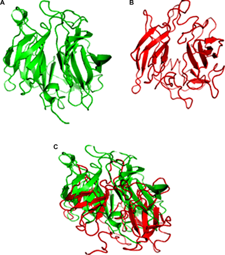 Figure S8 Representation of Jacob homology model by ESyPred program.Notes: (A) Jacob homology model. (B) Template of Jacob model – di-isopropyl fluorophosphatase of Loligo vulgaris (2IAX_A). (C) Jacob homology model superimposed with template.