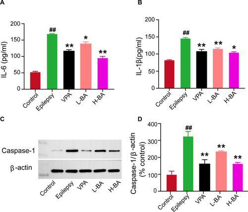 Figure 10 Effects of BA on the expressions of IL-6, IL-1β, and Caspase-1. (A) Expression of IL-6 in the hippocampus was determined by ELISA of the five groups. (B) Expression of IL-1β in the hippocampus was determined by ELISA of the five groups. (C and D) Representative protein bands and relative protein expressions of Caspase-1 in the hippocampus were determined by Western blotting of the five groups. The band intensities were analyzed by normalization to β-actin. The values were presented as the mean ± SEM. (n = 3. ##P < 0.01 vs control group; * P < 0.05, ** P < 0.01 vs epilepsy group).