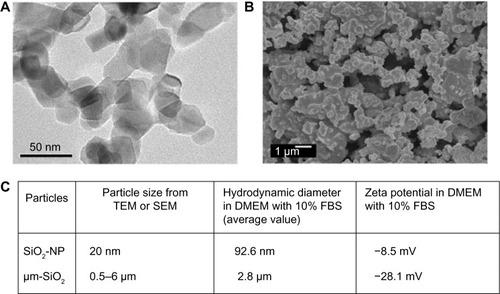 Figure 1 Characterization of SiO2 particles.Notes: (A) TEM analysis of SiO2 nanoparticles, (B) SEM analysis of micrometer SiO2 particles, and (C) particle size, hydrodynamic diameter, and zeta potential.Abbreviations: SEM, scanning electron microscopy; TEM, transmission electron microscopy; DMEM, Dulbecco’s Modified Eagle’s Medium; FBS, fetal bovine serum; μm-SiO2, micrometer SiO2 particles; NP, nanoparticle.