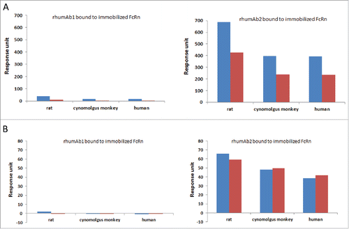 Figure 4. Binding response levels of full-length rhumAb (in blue) and the F(ab’)2 (in red) of rhumAb binding to immobilized recombinant rat, cynomolgus monkey, and human FcRn. (A) at acidic pH (pH = 6.0); (B) at physiological pH (pH = 7.4). Concentration of tested full-length and F(ab’)2 of rhumAb samples is 5 µM. The in-line reference subtracted response was corrected by buffer sample, and was reported 5 seconds before the end of each injection. The reported data was averaged from 2 individual experimental runs. The experiments were conducted using running buffer containing PBS, 0.05% polysorbate 20, pH 6.0 or pH 7.4.