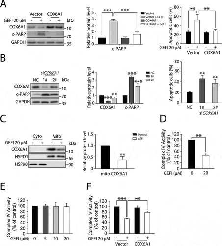 Figure 5. Gefitinib-induced COX6A1 degradation impairs mitochondrial function and promotes apoptosis of hepatocytes. (A) HL-7702 cells were transfected with pcDNA3.0-COX6A1 plasmid or vector and exposed to gefitinib. COX6A1 and c-PARP were analyzed by western blot after 24-h exposure, and apoptotic cells were quantified by flow cytometry with ANXA5-PI staining after 48-h exposure (n = 3, one-way ANOVA, LSD test). (B) HL-7702 cells were transfected with non-targeting siRNA (NC) or siRNA targeting COX6A1 (siCOX6A1). The expression levels of COX6A1, c-PARP and GAPDH were determined after 24-h exposure, and the apoptosis rates were determined after 48-h exposure (n = 3, one-way ANOVA, LSD test). (C) HL-7702 cells were treated with or without gefitinib for 24 h, and the mitochondria were extracted to measure the expression of COX6A1. (D–F) The mitochondrial complex IV function was tested. (D) HL-7702 cells were treated with or without gefitinib for 24 h and collected for mitochondrial isolation (n = 3, Student´s t-test). (E) Isolated mitochondria were pre-treated with gefitinib directly in a dose-dependent manner for 15 min (n = 3). (F) HL-7702 cells were transfected with vector or pcDNA3.0-COX6A1 and then treated with gefitinib for 24 h and mitochondria were isolated (n = 3, one-way ANOVA, Dunnett T3 test). Western blot was repeated at least three times and densitometric analysis was carried out. The data are expressed as the mean ± SD; *p < 0.05; **p < 0.01; ***p < 0.001. Abbreviations: GEFI, gefitinib; c-PARP, cleaved PARP; RCC IV, mitochondrial respiratory chain complex IV; Cyto, cytoplasm; Mito, mitochondria