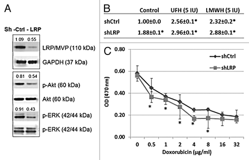 Figure 5. LRP gene knockdown by shRNA demonstrates that LRP is responsible for the transport and cytotoxicity effect of doxorubicin in MCF-7 cells and the doxorubicin transport is inhibited by heparin treatment. (A) Western blot shows the expression of LRP was reduced in the LRP gene knockdown cells following treatment with shLRP. The levels of p-Akt and p-ERK are also reduced in the LRP gene knockdown cells, further evidence of the overall biological-effect of LRP gene knockdown in MCF-7 cells. The number shown are the levels calculated with respect to the level of levels of GAPDH or Akt or ERK in control cells. (B) The intracellular accumulation of doxorubicin was increased in LRP gene knockdown cells. Data represent the fluorescence intensity mean (G mean) ± SD of 3 separate experiments calculated relative to the control. *P = 0.01 compared with control. (C) The toxicity of doxorubicin was reduced in the LRP gene knockdown MCF-7 cells. ED 50 of doxorubicin is 0.75 µg/ml in shControl cells and 1.02 µg/m in shLRP cells.