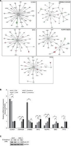 Figure 3 IPA of the genes associated with everolimus resistance.Notes: (A) The functional pathway analysis network using IPA. (B) Validation of the DEG expression levels significantly involved in the pathway network using qRT-PCR analysis (*P<0.05 and **P<0.01). (C) Validation of the cyclin D1 using Western blot analysis.Abbreviations: IPA, Ingenuity Pathway Analysis; DEG, differentially expressed gene; qRT-PCR, quantitative real-time PCR.