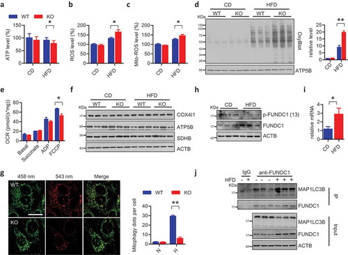 Figure 3. Dysfunctional mitochondria accumulate in WAT before the onset of metabolic syndrome. Levels of ATP (a), total ROS (b), and mito-ROS (c) were measured in adipose tissues of CD- or HFD-fed WT and KO mice for 7 weeks (n = 5 for each group, *p < 0.05). (d) Mitochondria were isolated from adipose tissues of 7-week CD- or HFD-fed WT and KO mice, and the levels of oxidized mitochondrial proteins were detected using an OxyBlot kit. Grayscale values of the OxyBlot and ATP5B bands measured with ImageJ software are used to calculate the relative level of OxyBlot to ATP5B, shown in the right histogram (**p < 0.01). (e) Mitochondrial respiration rates were determined from WAT of 7-week HFD-fed WT and KO mice using succinate as the substrate (n = 4 mice per group, *p < 0.05). (f) Lysates of adipose tissues isolated from 7-week CD- or HFD-fed WT and KO mice were immunoblotted with the indicated antibodies to check the expression of mitochondrial markers. (g) WT and KO cells with stably expressed mt-Keima were subjected with hypoxic treatment for 24 h. The images were captured with a LSM510 Meta confocal microscope. Scale bar: 20 μm. The numbers of mitophagy dots were counted (mean ± SEM; n = 100 cells from three 3 experiments; **p < 0.01, N means normoxic condition, H means hypoxic treatment). (h) Lysates of adipose tissues isolated from CD- or HFD-fed WT mice were immunoblotted with the indicated antibodies to check FUNDC1 and FUNDC1 phosphorylation levels. (i) Total RNA was extracted from adipose tissues of CD- or HFD-fed WT mice. The relative expression of Fundc1 was measured by quantitative RT-PCR (n = 7, *p < 0.05). (j) Lysates of adipose tissues isolated from CD- or HFD-fed WT mice were prepared for co-immunoprecipitation assay using anti-FUNDC1 antibodies or normal rabbit IgG. The total lysates as input and IP samples were analyzed by immunoblotted with the indicated antibodies.