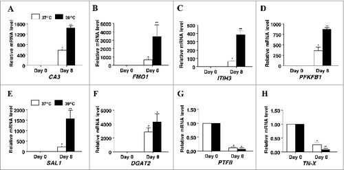 Figure 6. The effect of incubation temperature on mRNA expression in differentiating cultures of primary pig preadipocytes for marker genes (A) carbonic anhydrase III (CA3), (B) flavin containing monooxygenase 1 (FMO1), (C) inter-α (globulin) inhibitor H3 (ITIH3), (D) 6-phosphofructo-2-kinase/fructose-2, 6-biphosphatase 1 (PFKFB1), (E) salivary lipocalin (SAL1), (F) diacylglycerol O-acyltransferase 2 (DGAT2), (G) pleiotrophic factor β (PTFβ), and (H) tenascin-X (TN-X). Expression was determined by real-time RT-PCR. Values were normalized to S15 expression. Data is expressed as fold change relative to baseline (d 0) and calculated according to Pfaffl, 2010. Bars denoted by * and ** differ (P < 0.05), n = 6.