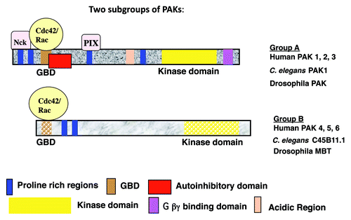 Figure 1. Structural features of the group A and group B PAK family members.