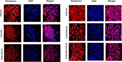 Figure 6 In vitro cellular uptake study.