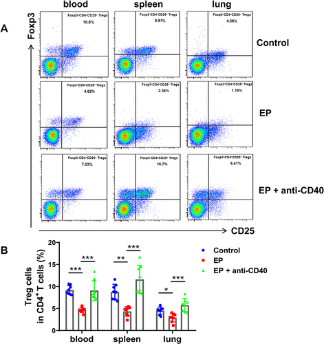 Figure 5 Blocking the CD40-CD40L pathway recovers Treg cells, which are depressed in EP-induced mice. (A) Representative flow cytometry scatter plot of Treg cells in the spleens and lungs of the control group, EP group, and EP+anti-CD40 group. (B) Comparisons of the proportions of CD4+CD25+FOXP3+ Treg cells in the spleen and lungs of the three groups. Data are expressed as the mean ± standard deviation (n = 8 in each group). *P < 0.05, **P < 0.01, ***P < 0.001.