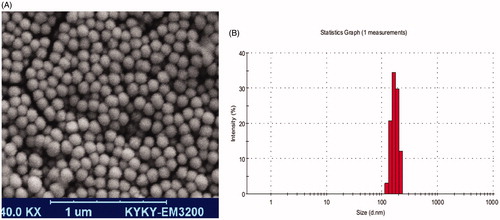 Figure 1. Physical properties of LPS loaded chitosan nanoparticles. SEM image of chitosan nanoparticles shows that the particles had the same size and spheroid shape (A). Zetasizer showed that the size of chitosan NP mostly ranges from 150 to 200 nm (B).