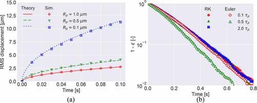 Figure 2. (a) Root-mean-square displacement for Brownian particles with Rp=0.1 μm, Rp=0.5 μm, and Rp=1.0 μm as a function of time. The lines are theoretical predictions and the dots are the results of the numerical simulation. (b) Fraction of remaining particles 1−ε as a function of time calculated with the fourth-order Runge-Kutta (RK) and the first-order Euler schemes. Time steps are Δt=0.1τp, Δt=0.5τp, and Δt=2.0τp. The particle radius Rp=0.5 μm.