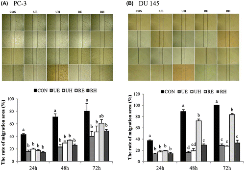 Fig. 2. Time-dependent Effects of RCM Extracts on Migration in PC-3 and DU 145.Notes: PC-3 (A) and DU 145 cells (B) were grown to confluency in 60-mm cell culture dishes, and then a scratch was made through the cell layer. After washing with PBS, cells were treated with UE, UH, RE, and RH (100 μg/mL) for 24, 48, and 72 h. The percentage of cell migration at each time point was measured using the wound healing migration assay. Values not sharing the same letter were significantly different (p < 0.05). (CON: control, UE: unripe R. coreanus Miquel ethanol extract, UH: unripe R. coreanus Miquel water extract, RE: ripe R. coreanus Miquel ethanol extract, and RH: ripe R. coreanus Miquel water extract).