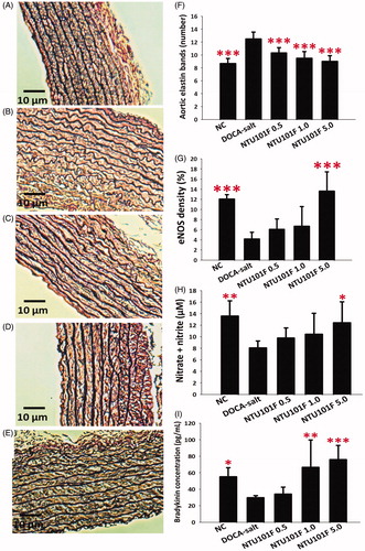 Figure 4. The effect of the ethanol extract of L. paracasei subsp. paracasei NTU 101-fermented products on the aorta of rats with hypertension-induced vascular dementia. (A–E) Elastin expression in the aorta from rats treated with saline (A), DOCA-salt (B), NTU101F 0.5 (C), NTU101F 1.0 (D), and NTU101F 5.0 (E). The number of elastin bands (F), eNOS density (G), nitrate plus nitrite level (H), and bradykinin (I). Magnification, × 100. The meaning of abbreviations was shown in Figure 1. The data are presented as the mean ± SD (n = 6). *p < 0.05, **p < 0.01, ***p < 0.001 versus DOCA-salt according to Duncan’s multiple range test.