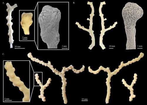 Figure 12. (A) Pleurocorallium porcellanum. Holotype, IORAS IV-9-Alc-11-009; (B) Pleurocorallium kishinouyei. Holotype, USNM 94462; (C) Pleurocorallium kishinouyei. Paratype, USNM 94463.