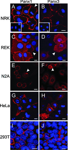 Figure 1 Immunocytochemistry of cultured cell lines engineered to ectopically express untagged Panx1 or Panx3. The localization of Panx1 (A, C, E, G, and I; red) and Panx3 (B, D, F, H and J; red) were revealed by immunolabeling with purified anti-Panx1 and anti-Panx3 antibodies, respectively. Inserts in A and B depict peptide pre-adsorption assays for each pannexin antibody. Arrowheads denote different pannexin cell surface distribution profiles in NRK (A) and REKs (C, D); Panx1 localization in a perinuclear compartment (E) and Panx3 at the cell surface (F). Nuclei are depicted in blue with Hoechst 33342 (A–D; G–J). Bars = 10 μ m