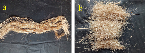 Figure 2. Fibers extracted from banana pseudostem (a) long fiber and (b) short fiber.