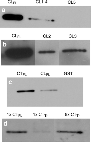 Figure 5.  Comparisons of relative affinity for β-tubulin between Cx43-CLFL, portions of the CL of Cx43 and the carboxy terminus of Cx43 (Cx43-CTFL). (a) β-Tubulin abundance detected by Western blotting is shown in eluates from GST pull-down assays using GST fusions with Cx43-CLFL and truncated CL products, CL1-4 and CL5. Minimal β-tubulin is detected in the assay involving CL1-4 and no appreciable β-tubulin is seen in the eluate from the CL5 assay. (b) β-Tubulin abundance is substantially greater in eluates from assays involving the Cx43-CLFL GST fusion product than those involving either CL2 or CL3. (c) Eluates from GST pull down assays involving Cx43-CTFL contain more β-tubulin than those involving Cx43-CLFL. Shown also is an example of an eluate from an assay involving the GST construct without an insert. This control was performed for all of the experiments and demonstrated no tubulin signal. (d) Cx43-CTFL (lane 1) binds β-tubulin with fivefold greater affinity than a construct containing the sequence from the cytoplasmic tail of Cx43 in which the first five amino acids have been removed (CTTr) (lane 3). Lane 3 has 5X more protein loaded than lane 1.