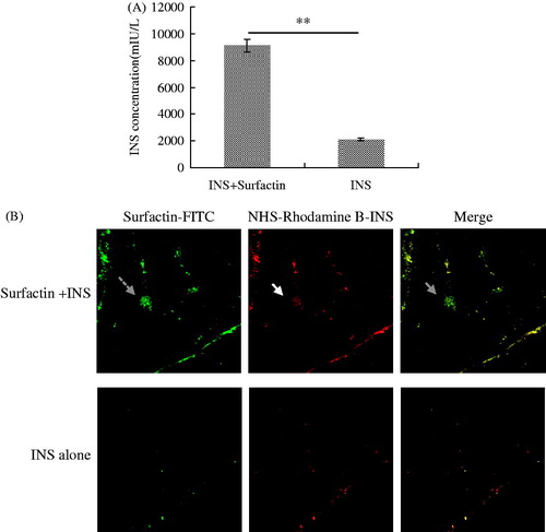 Figure 4. Surfactin improving INS permeation across intestine epithelial cells. (A) ELISA analysis of INS absorbed by the jejunum in the everted-gut sacs experiment. The Peff value of INS plus surfactin was 4.3 times of that of INS alone. N=6 per group. (B) Intestines of mice orally treated by NHS-Rhodamine B-INS with or without FITC-surfactin. Diabetic mice were orally treated with NHS-Rhodamine B-INS with or without FITC-surfactin, then the intestines of mice were sectioned and observed by CLSM (100 ×). INS with red fluorescence (directed by solid arrow) is co-located with surfactin (green fluorescence, directed by dashed arrow) in the intestinal villi of mice orally treated with NHS-Rhodamine B-INS plus FITC-surfactin (directed by gray arrow), while not in the intestinal villi of mice orally administered with NHS-Rhodamine B-INS alone.