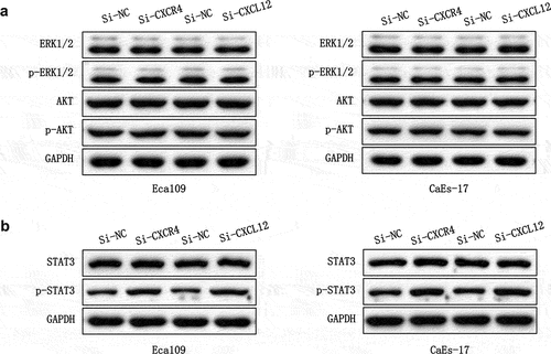 Figure 5. Activation of downstream signaling pathways by CXCR7/CXCL12. (a) The effect of overexpression CXCR7 or CXCL12 on the expression of ERK1/2, p- ERK1/2, AKT and p-AKT. (b) The effect of overexpression CXCR7 or CXCL12 on the expression of STAT3 and p-STAT3.