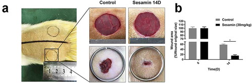 Figure 8. Sesamin accelerated wound healing in rats.