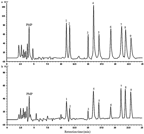 Figure 2. The HPLC chromatograms of PMP derivatives of 9 standard monosaccharides (a) and component monosaccharides released from APP (b). Peaks: 1 mannose, 2 rhamnose, 3 glucuronic acid, 4 galacturonic acid, 5 glucose, 6 xylose, 7 galactose, 8 arabinose, 9 fucose (internal standard).Figura 2. Cromatogramas HPLC de los derivados de PMP de 9 monosacáridos estándar (a) y componentes de monosacáridos liberados de APP (b). Picos: 1 manosa, 2 ramnosa, 3 ácido glucurónico, 4 ácido galacturónico, 5 glucosa, 6 xilosa, 7 galactosa, 8 arabinosa, 9 fucosa (estándar interno).