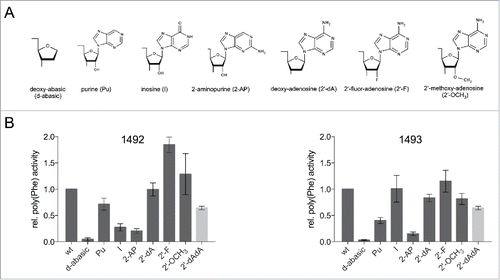 Figure 2. (A) Chemical structures of the tested nucleoside analogs. (B) Product yield of ribosomes carrying modifications at A1492 or A1493 determined in a poly(U) dependent poly(Phe) assay. The activity of ribosomes carrying the unmodified wt RNA oligonucleotide was taken as 1.0. The values shown are the mean ± SEM of at least 3 independent experiments. The bar depicted in gray represents relative poly(Phe) activity for the simultaneous incorporation of 2′-dA at 1492 and 1493.