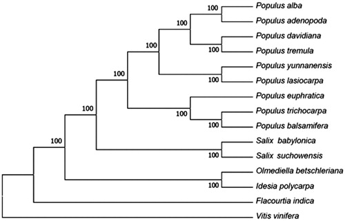 Figure 1. Phylogenetic tree of the complete chloroplast genome sequence of Olmediella betschleriana with other 15 species. The phylogenetic tree was constructed by MEGA version 7.0 software. The complete chloroplast genome sequences were downloaded from NCBI database. GenBank accession numbers: Idesia polycarpa (NC_032060.1), Populus davidiana (NC_032717.1), Populus rotundifolia (NC_033876.1), Populus tremula (NC_027425.1), Populus adenopoda (NC_032368.1), Populus alba (NC_008235.1), Populus yunnanensis (KP729176.1), Populus lasiocarpa (KX641589), Populus balsamifera (NC_024735.1), Populus trichocarpa (NC_009143.1), Populus euphratica (NC_024747.1), Salix suchowensis (NC_026462.1), Flacourtia indica (NC_037410.1), Salix babylonica (KT449800), and Vitis vinifera (NC_007957.1).