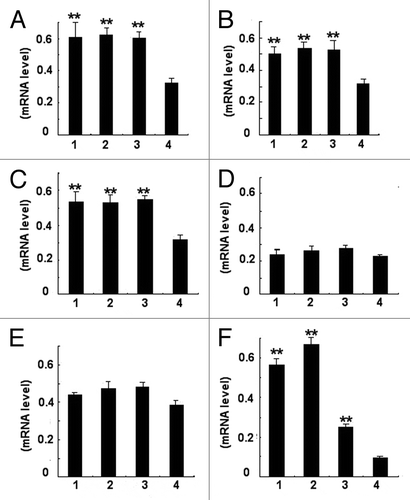 Figure 6. Photodensitometric analysis of PCR products according to RT-PCR assay for cytokines. The histogram showed the ratio of the intensity of cytokines bands to that of β-actin bands. (A) IFN-γ mRNA/β-actin mRNA; (B) IL-2 mRNA/β-actin mRNA; (C) IL- 12mRNA/β-actin mRNA; (D) IL-4 mRNA/β-actin mRNA ; (E) IL-10 mRNA/β-actin mRNA; (F) IL-17 mRNA/β-actin mRNA . For (A–F), 1, rSap2 immunized mice; 2, hybrid phage immunized mice; 3, WT phage immunized mice; 4, TE injected mice. The data shown are means ± SD of 3 independent experiments. **Statistically significant (P < 0.01).