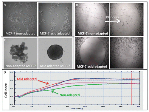 Figure 1. Acid adaptation changes the phenotype of cancer cells toward more aggressive one: (A) size and shape of NA and AA MCF-7 cells. (B) Wound healing assay shows acid adapted MCF_7 cells are more migratory than non-adapted cells. (C) Acid adapted MCF-7 cells are more amenable to spheroiogenic. (D) Migration assay using Xcelligene system confirms the migratory behavior of acid adapted MDA-mb-231 (red) cancer cells compared to non-adapted (green) one in low pH media (P < 0.05 from 3 hours on).