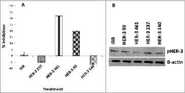 Figure 3. HER-3 peptide mimics inhibit phosphorylation of HER-3 positive cancer cell lines (MDA-MB-468). Cancer cells were treated for 1 h prior to ligand stimulation with 10 ng/mL HRG for 15 min. After treatment, cells were lysed 1X in RIPA lysis buffer (Santa Cruz) and phosphorylated HER-3 was measured via a phosphor-HER-3 ELISA kit from R+D Systems (A). Percent inhibition was calculated by taking absorbance (abs) readings at 450 nm and using the following equation: (abs. untreated-abs. treated)/abs. untreated × 100. Results displayed are representative of two independent experiments with duplicate samples. Error bars represent SD of the mean. To confirm ELISA results, cell lysates were also subjected to western blotting. Lysates were solved in SDS-PAGE, transferred to PVDF membrane and probed for expression of pHER-3with a commercial phosphor-tyr-HER-3 antibody from cell signaling (B). Results displayed are representative of two independent experiments (n = 2). In all experiments, an irrelevant peptide was used as a negative control.