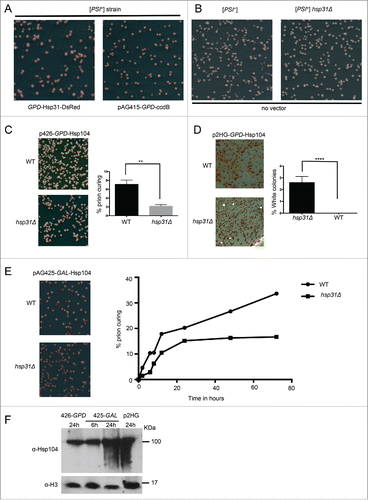 FIGURE 3. Hsp31 is required for optimal Hsp104-induced curing of the [PSI+] phenotype. (A) To determine the effect of Hsp31 on [PSI+] prion curing, the WT and hsp31Δ [PSI+] strains harboring the GPD-Hsp31 expression vector (pAG415-GPD-Hsp31-DsRed) or the vector (pAG415-GPD-ccdB-DsRed) were grown for 12 h at 30°C before plating on ¼ YPD plates. (B) The WT and hsp31Δ [PSI+] strains with no vector were also grown and treated in the same way. Plates were grown for 2–3 d at 30°C and transferred at 4°C for increased color development. No difference in colony color was observed in these strains. (C) Low-level overexpression of Hsp104 was used to induce prion curing in [PSI+] hsp31Δ and WT strains. Cells were grown in liquid media for 12 h at 30°C before plating on ¼ YPD plates. Significantly less prion curing was observed in the [PSI+] hsp31Δ strain (**unpaired Student's t-test; p ≤ 0.001, n = 3). (D) High-level overexpression of Hsp104 was used to induce prion curing in [PSI+] hsp31Δ and WT strains. A 100% curing level was observed in WT strain. In the [PSI+] hsp31Δ strain, 100% curing was never achieved. White color colonies were plotted for the WT and [PSI+] hsp31Δ strain (****unpaired Student's t-test; p ≤ 0.0001, n = 3 biological replicates). (E) Hsp104 expression under the GAL promoter for 2 to 72 h in WT and [PSI+] hsp31Δ strain. At each indicated time point, cells were plated on ¼ YPD plates. Percentage of prion curing was calculated at each point for both WT and [PSI+] hsp31Δ strain. The plotted graph is one representation of 3 independent biological repeats. (unpaired Student's t-test; p ≤ 0.001 at 24, 48 and 72 h; n = 3). (F) Western blot demonstrating the relative expression levels of Hsp104. Time points for the pGAL plasmid are represent time after switching the strain to inducing galactose media. Equal amount of cells lysates were loaded in each lane and anti-histone H3 antibody was used as a loading control.