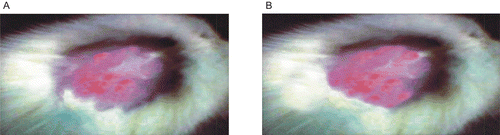 Figure 4.  (a) Skin texture of rat skin for control at initiation of experiment, (b) Skin texture of rat skin for control after 6 days.