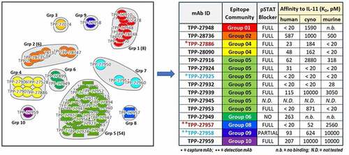 Figure 3. Epitope binning results of in-house anti-IL-11 tool mAbs clustered into 10 community groups (left) depicted by circles (bi-directional binding) or squares (one directional binding) for each individual mAb surrounded in bubbles for each community. Binding affinities to human/cyno/murine IL-11, and pSTAT3 functional blocking activities of 15 antibodies chosen for TE assay development are shown in the table (right) along with their color-coded community groups. The final successful mAb pair for human/cyno “total” IL-11 is in maroon font, and the pair for “free” is in the light blue font.