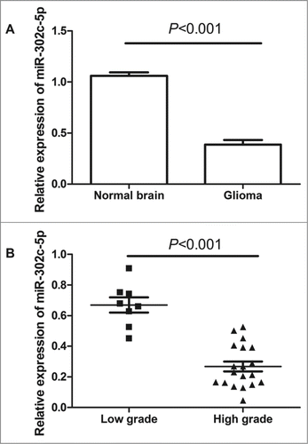 Figure 1. Quantitative real-time polymerase chain reaction (qRT-PCR) analysis of miR-302c-3p expression in glioma tissues and normal brain tissues. (A) miR-302c-3p is downregulated in glioma tissues compared with normal brain tissues (P < 0.001). (B) The decreased expression of mi-302c-3p in glioma was positively associated with WHO grade (P < 0.001). Low-grade glioma refers to World Health Organization (WHO) grade I and WHO grade II, high-grade glioma refers to WHO grade III and WHO grade IV.